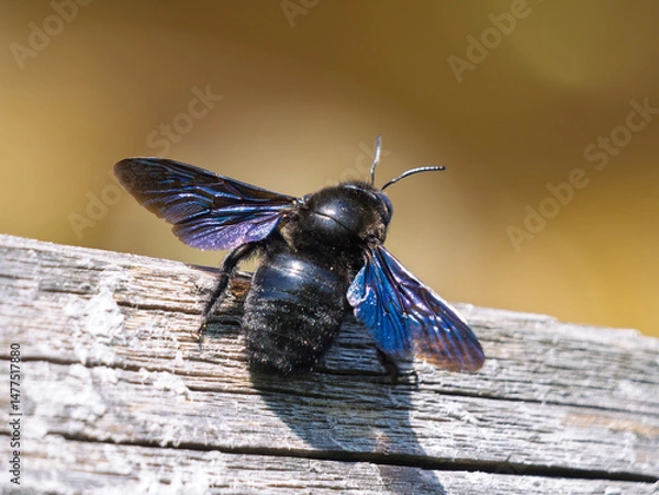 Fototapeta Splay-footed Carpenter Bee - Xylocopa valga resting on weathered wood in a sunny garden setting