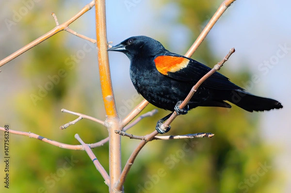 Obraz Red-winged black bird perching in a branch