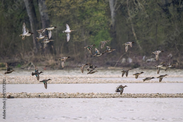 Fototapeta Flock of Green-winged Teals - Anas crecca flying over Danube river during the early morning hours in a serene natural landscape