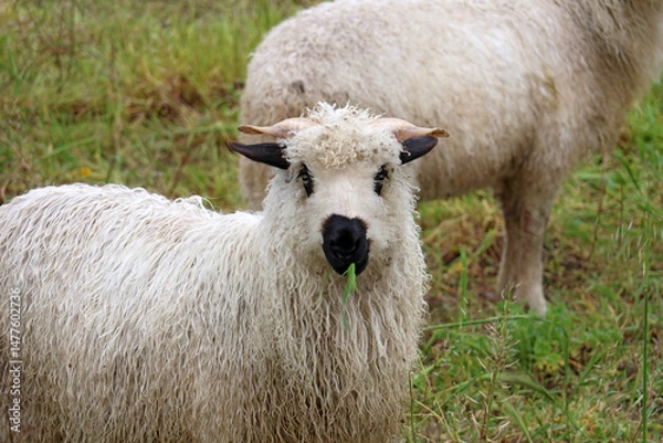 Obraz Une brindille d herbe dans la gueule