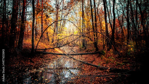 Obraz Pond on an autumn evening. Autumn landscape. Background for relax.