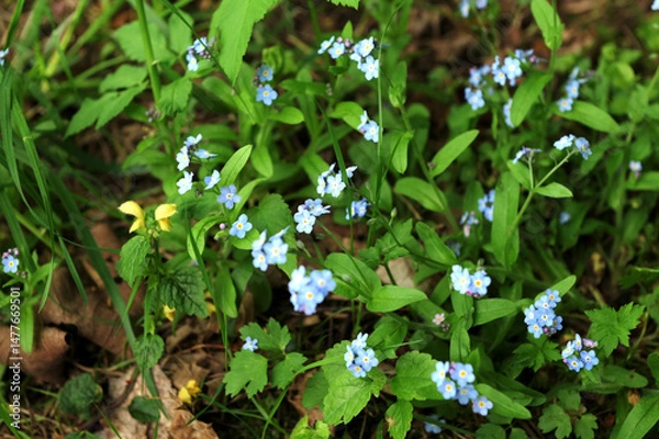 Fototapeta Myosotis scorpioides true or water forget-me-not