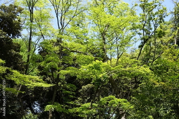 Fototapeta 新緑の公園