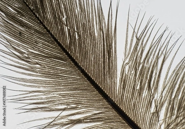 Fototapeta Microscopic close-up of a feather’s branching barbules on white.
