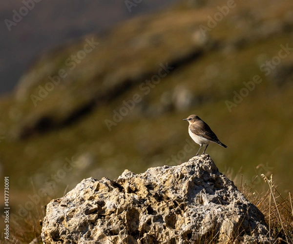 Fototapeta Oiseau sur rocher
