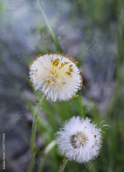 Obraz dandelion in the grass