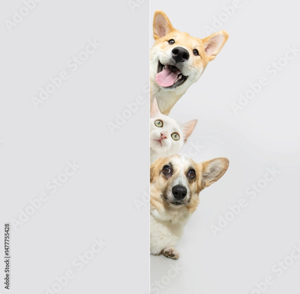 Obraz Pets banner. charming cute Corgi puppy dog, akita and cat peeking from behind white or grey wall, curious and begging expression
