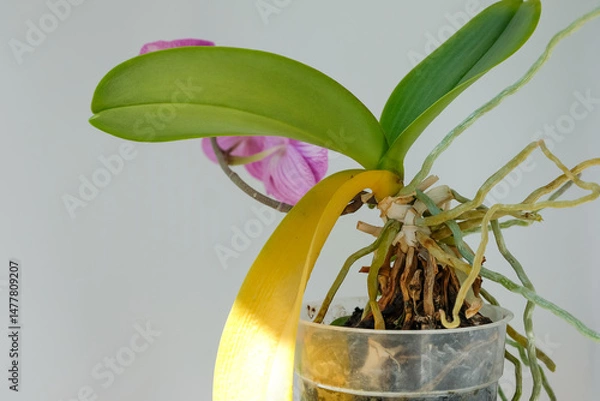 Fototapeta Potted Phalaenopsis orchid with yellow leaves and purple flowers. Orchid hanging roots. Sunlight. Houseplant care. Copy space. Shallow depth of field.