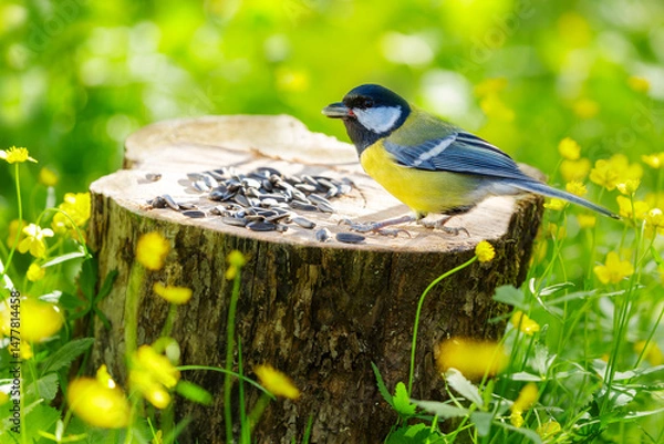 Fototapeta Bird feeding on a bird feeder with sunflower seeds. Great tit. Summer time