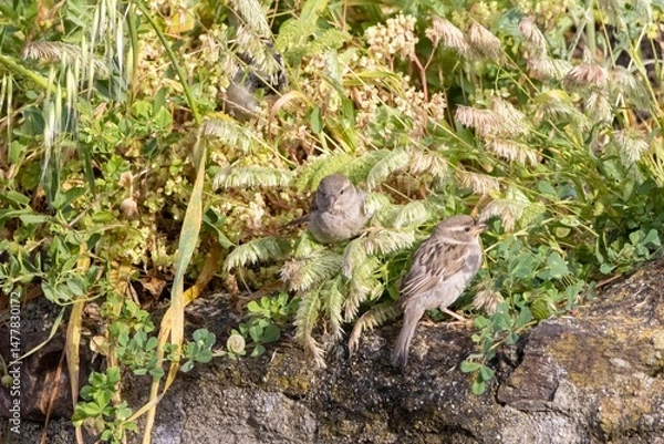 Fototapeta House Sparrows (Passer domesticus) perched on a rock with green and yellow plants in the background. Horizontal close-up, vibrant and natural setting.