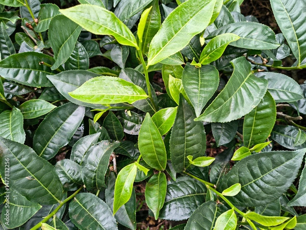 Fototapeta Close-up view of tea leaves