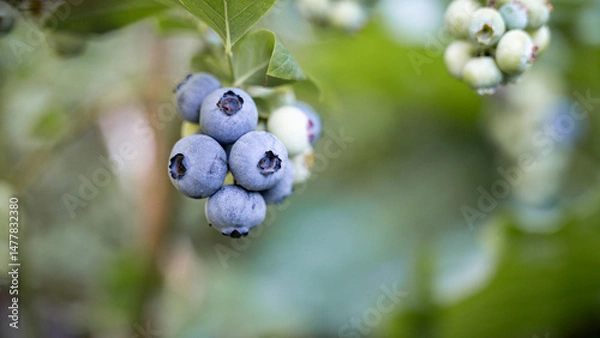 Obraz Blueberries growing on a bush