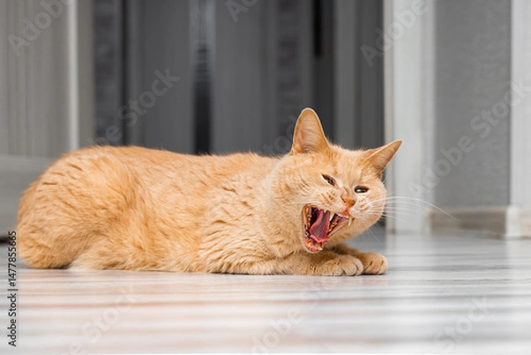 Fototapeta ginger cat hisses while lying on the floor. aggressive behavior of a domestic cat. the cat yawns with its mouth wide open