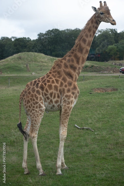 Obraz Girafe 