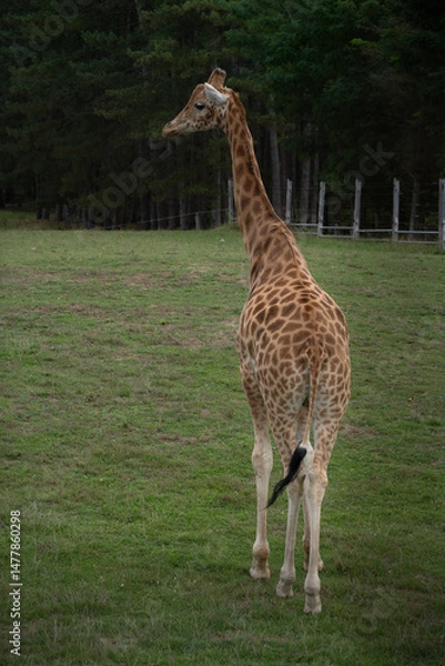 Obraz Girafe 