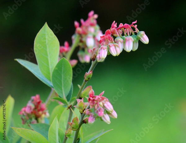 Fototapeta A blueberry bush blooms in the garden in spring