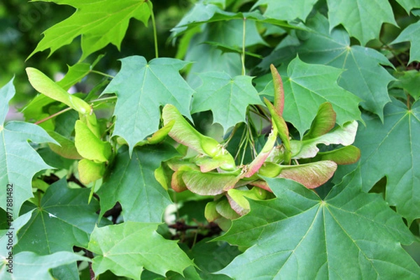 Fototapeta Maple branch (Acer platanoides) with unripe fruits