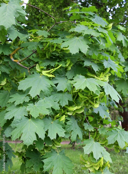 Fototapeta Maple branch (Acer platanoides) with unripe fruits
