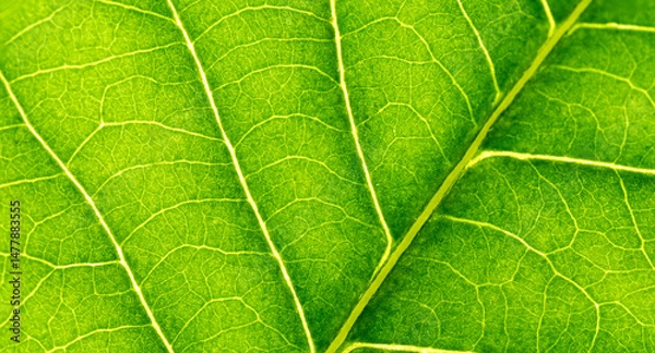 Fototapeta Cell Structure View of Leaf Surface Showing Plant Cells For Education. Leaf in Macro Shot Background. Bright Green Leaves of Plant or Tree With Texture and Pattern Close Up