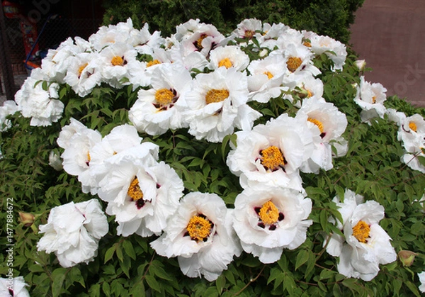 Fototapeta In the spring, a peony tree-like (Paeonia suffruticosa) blooms in the garden.