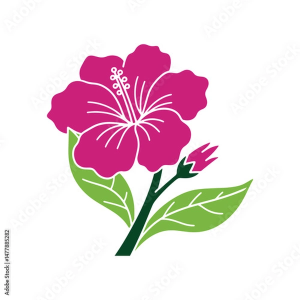 Fototapeta Hibiscus Flower Color botanical Illustration Silhouette Icon Vector. Red Hibiscus Flower with Green Leaves.