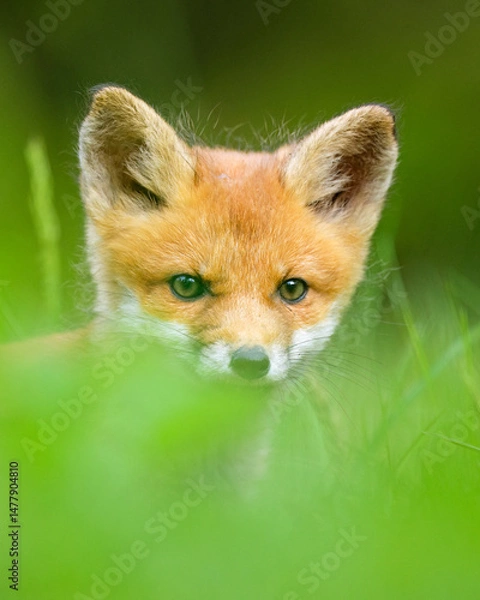 Obraz Red fox kit portrait, adorable look