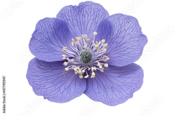 Fototapeta Delicate blue poppy blossom on black background showcasing fine petal veins and center stamen details elegant and vibrant