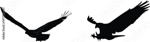 Fototapeta Eagle Vector Silhouettes Set in Various Flying and Hunting Poses