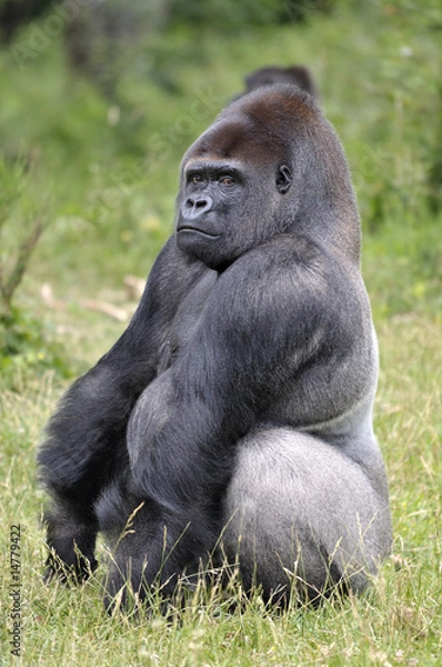 Fototapeta Gorille "dos argenté"