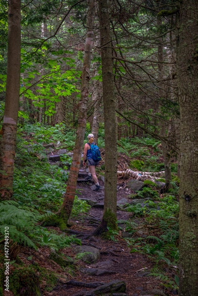 Fototapeta Hiker Exploring a Forest Trail in Vermont’s Green Mountains