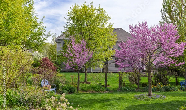 Obraz Two beautiful Eastern Redbud trees, Cercis Canadensis, in a residential yard bursting with pink blooms with a blue bench under the small tree.