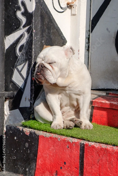 Fototapeta Sleepy British Bulldog taking a nap in the sun on a step