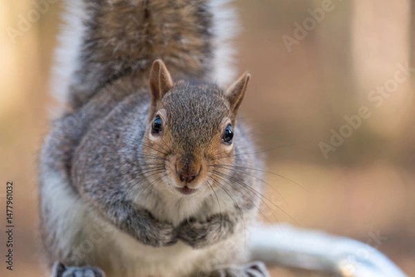 Fototapeta Inquisitive squirrel staring into the camera