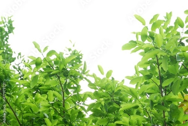 Obraz A tropical tree leaf with branches on white isolated background for green foliage backdrop 