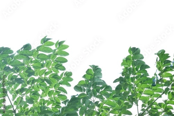 Obraz A tropical tree leaf with branches on white isolated background for green foliage backdrop 