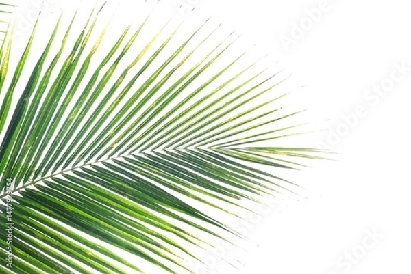 Obraz Coconut leaves on white isolated background for green foliage backdrop 