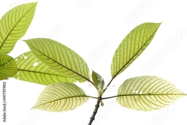 Obraz Kratom leaves with branches on white isolated background for green foliage backdrop