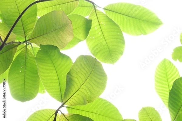 Obraz A tropical tree leaf with branches on white isolated background for green foliage backdrop 