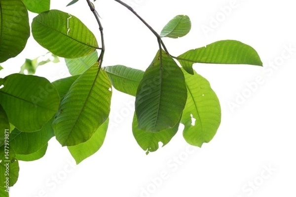 Obraz A tropical tree leaf with branches on white isolated background for green foliage backdrop 