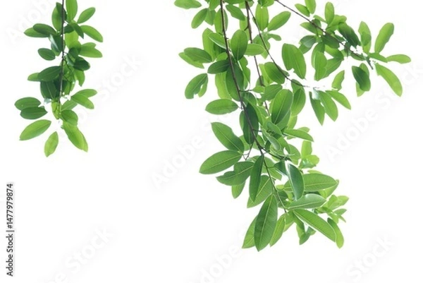 Obraz A tropical tree leaf with branches on white isolated background for green foliage backdrop 