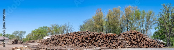 Fototapeta panoramic view of piled walnut logs at a lumber yard