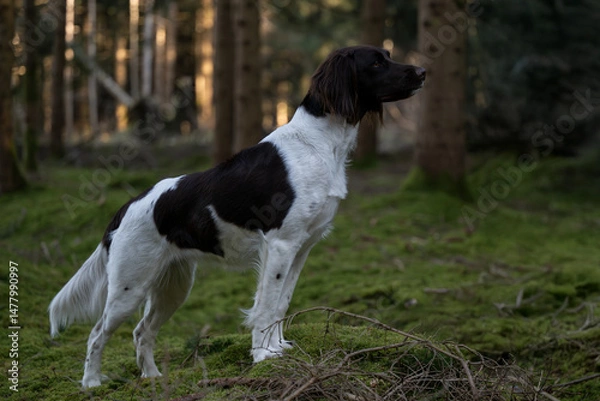 Fototapeta Kleiner Münsterländer Jagdhund