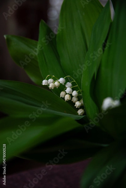 Fototapeta Lily-of-the-Valley (Convallaria majalis, May bells) field, top view. Contrast white blossom on saturated huge green leaves background. Spring tender tiny flowers, close-up.