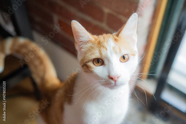 Fototapeta Orange Tabby Cat portrait
