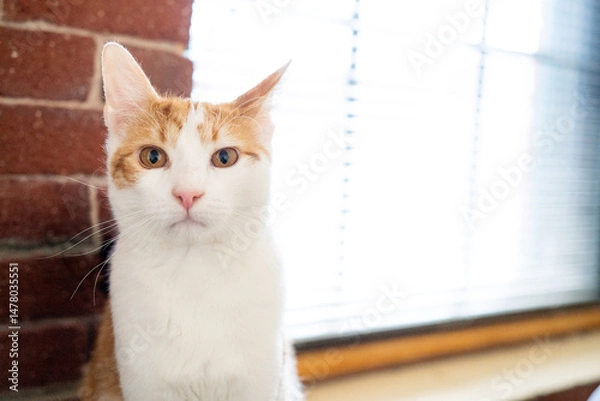 Obraz Orange Tabby Cat portrait