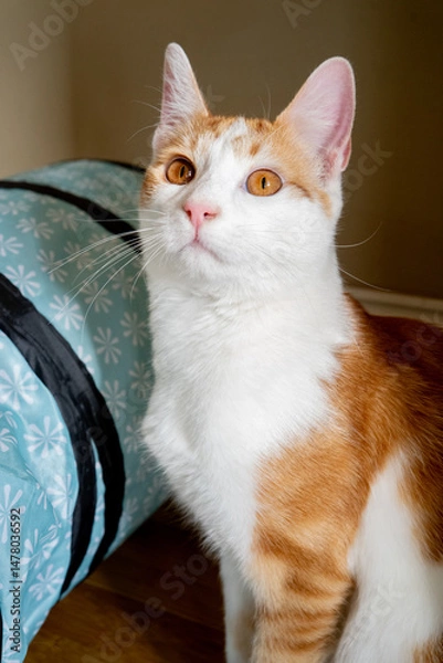 Obraz Orange Tabby Cat portrait