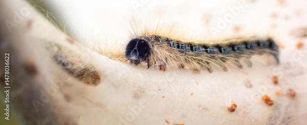 Obraz Eastern Tent Caterpillar on a nest