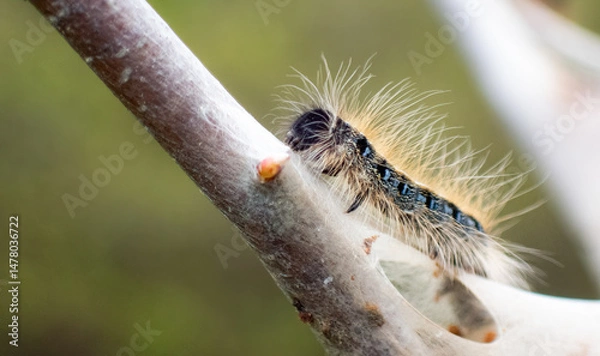 Obraz Eastern Tent Caterpillar on a nest