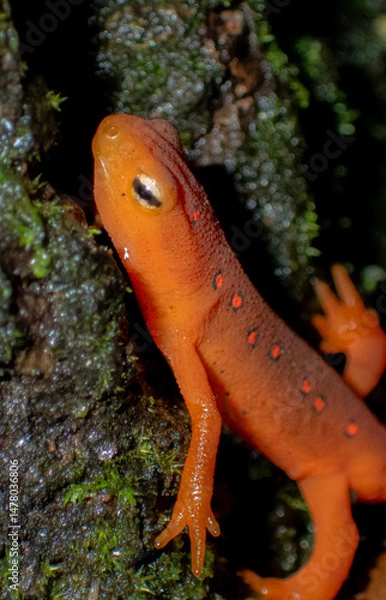 Obraz Eastern Newt in it's ref eft phase