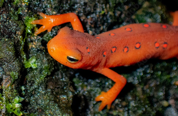 Obraz Eastern Newt in it's ref eft phase